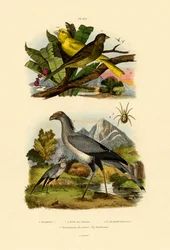 Acarien des oiseaux, 1833-39